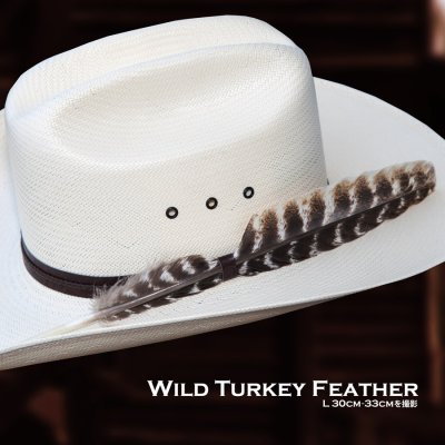 画像2: ワイルドターキー Wild Turkeyの羽 フェザー（長さ24cm〜26cm）