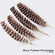 画像9: ワイルドターキー Wild Turkeyの羽 フェザー（長さ30cm〜33cm） (9)